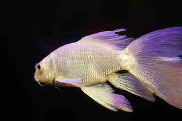 Taiwan Koi swimming in the aquarium pool, pretty interesting