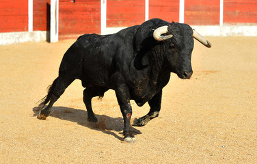 bull