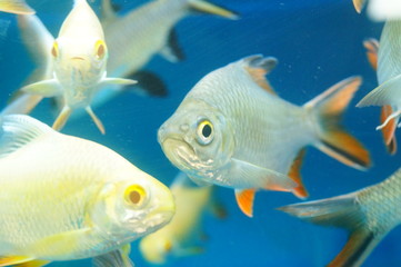 Fototapeta premium Brazil Ya fish and duck crocodile together in the pool, live together in peace together