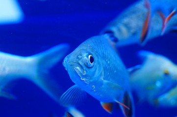 Double line crucian carp swimming in the aquarium pool, interesting and beautiful
