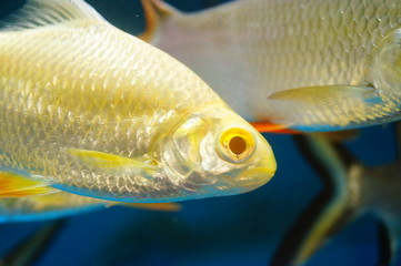 Double line crucian carp swimming in the aquarium pool, interesting and beautiful