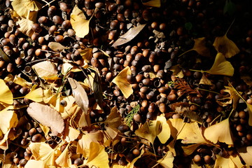 many acorns on the ground