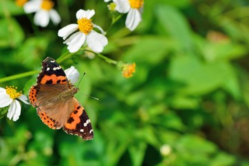 Butterfly from the Taiwan (Vanessa indica) Big red butterfly