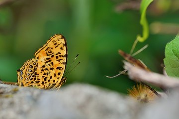 Butterfly from the Taiwan (Symbrenthia hypselis scatinia) Butterfly in water 