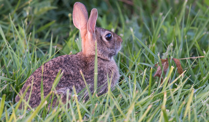 Bunny2
