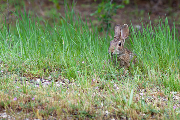 Eastern cottontail rabbit (Sylvilagus floridanus) sitting among some grass