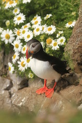 Atlantic Puffin, West Fjords, Iceland