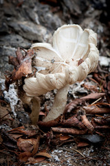 Single white mushroom growing from forest floor