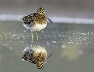 Common Snipe Foraging