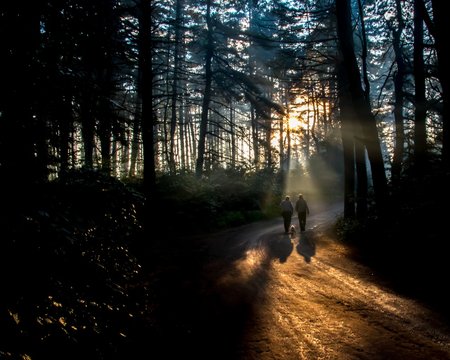 Twilight in Algonquin Park