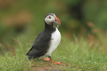 Atlantic Puffin with fish in beak, East Iceland