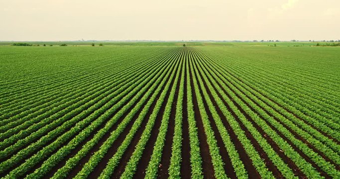 An aerial shot of soybean field ripening at spring season, agricultural landscape