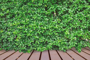 Wooden floor and green leaf wall on background