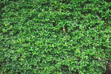 Green leaf wall background texture in the garden