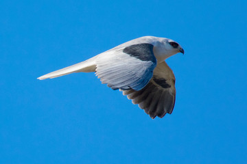 
Very close view of a white-tailed kite flying in the wild
