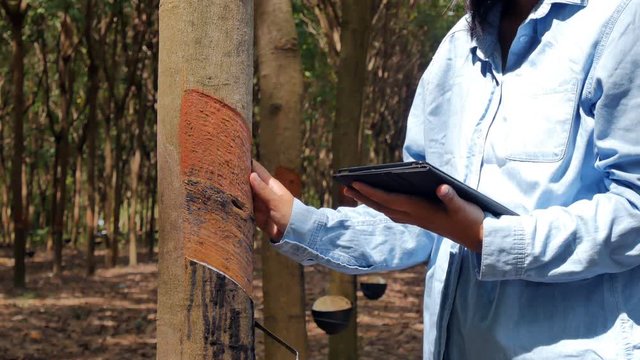 Young asian woman plant researcher is checking rubber trees and recording in digital tablet in the garden.