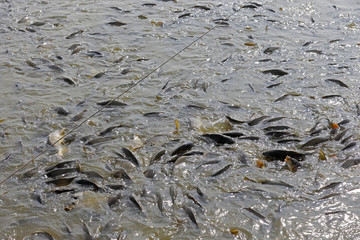 Many of the fish pond