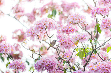 pink trumpet tree or Tabebuia rosea; fresh pink flowers and green leaves on branches of the pink trumpet tree ,a sweet pink flower blooming during January and February in Thailand.