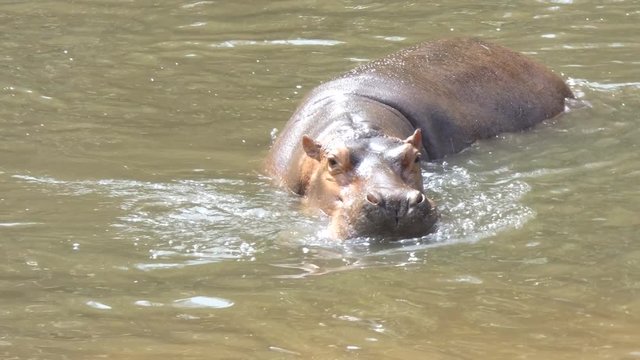 4K Hippopotamus mammal animal in the natural river