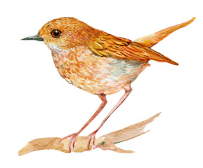 the Nightingale bird.illustration watercolor