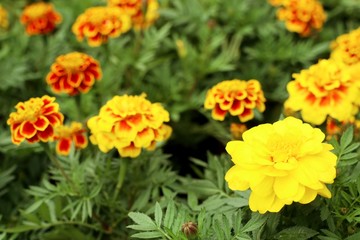 Naklejka na ściany i meble marigold flower in the garden