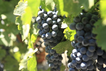 Cabernet Sauvignon grapes in Napa vineyard