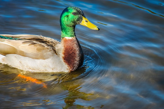 Close up image of an adult Male Mallard Duck with copy space