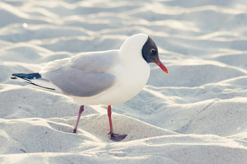 Möwe am Strand