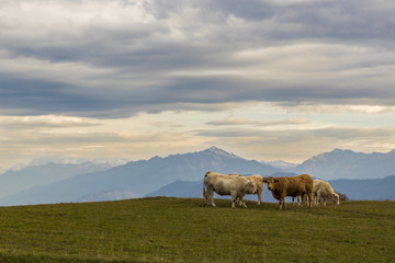 Massif de la Chartreuse - Isère.