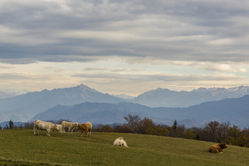 Massif de la Chartreuse - Isère.