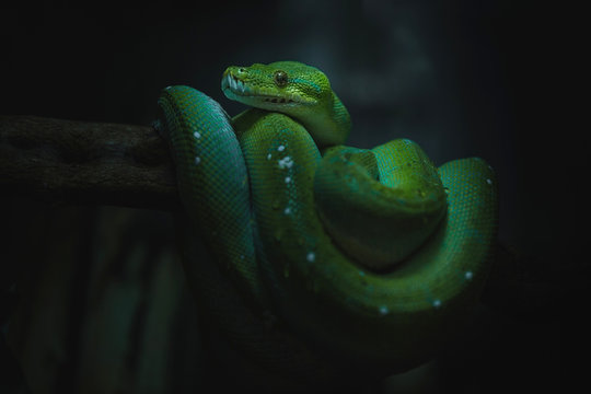 snake