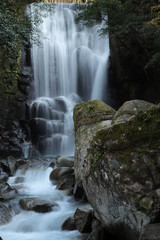 Fototapeta premium 桑の木の滝