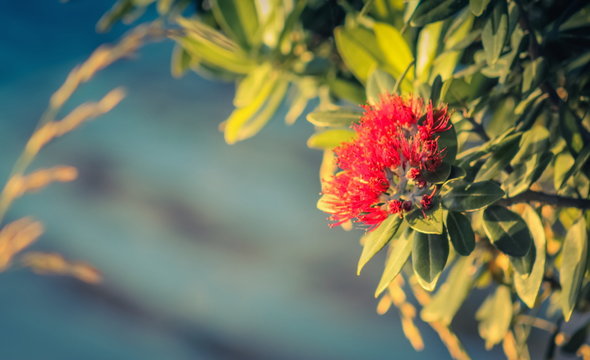Close up image of Red Pohutukawa Flowers (Metrosideros excelsa) the New Zealand Christmas Tree.