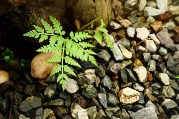 fern in the nature