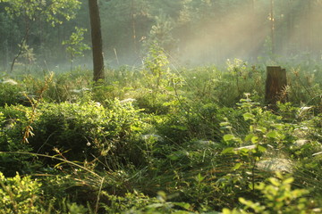 Fototapeta na wymiar sunbeam in the forest