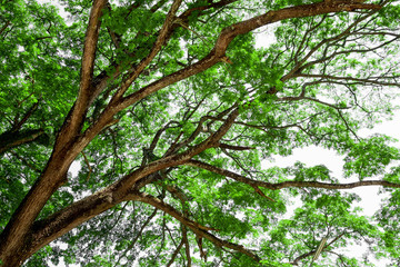 Branches of big tree, old tree with green spring leaves. Refreshing and oxygen