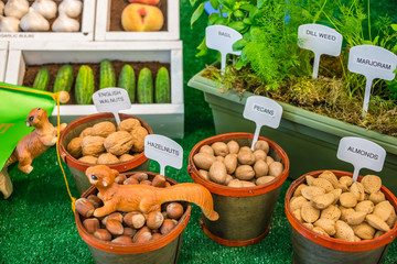 Labeled Display Variety of Nuts in Shells and Potted Herbs