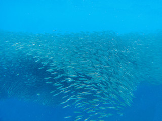 Sardines colony in blue sea. Massive fish school undersea photo.