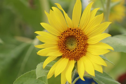 Sunflower field in nature
