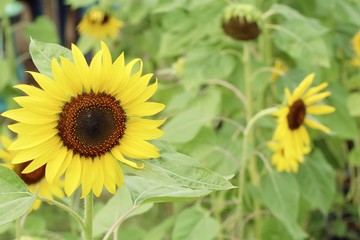 Sunflower field in nature