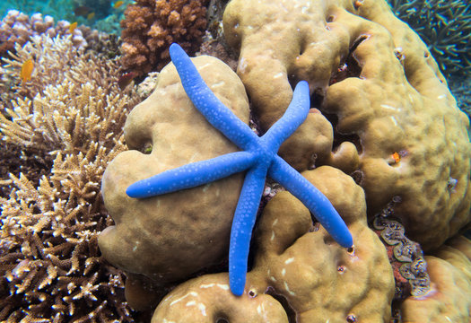 Coral reef and blue star fish top view. Five tentacle starfish on sea shore underwater photo.