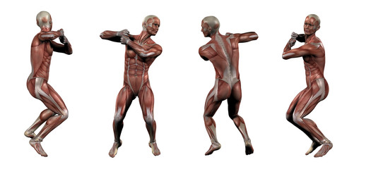 3d rendering medical illustration of the muscle