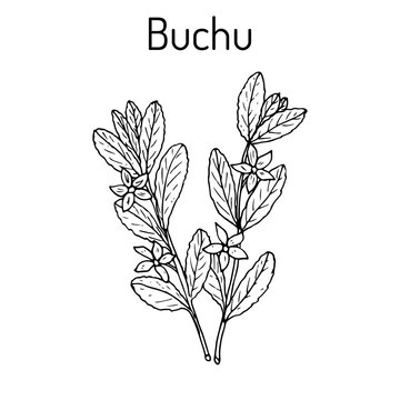 Buchu Agathosma betulina , medicinal plant