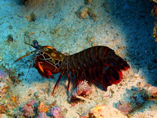 Mantis shrimp
