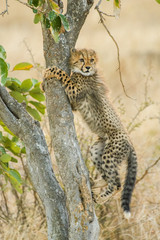 Cheetah cub hugging a tree
