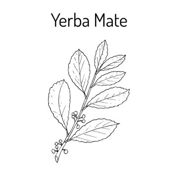 Yerba mate Ilex paraguariensis , medicinal plant Stock Vector | Adobe Stock