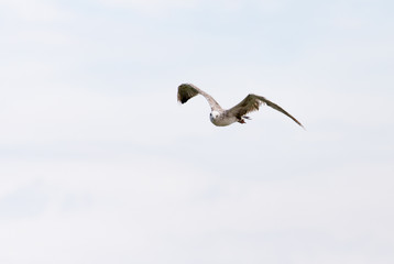 seagull in flight in the sky