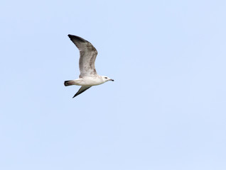seagull in flight in the sky