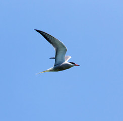 Fototapeta na wymiar seagull in flight against blue sky