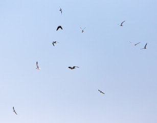 seagull flying over the eagle in the sky